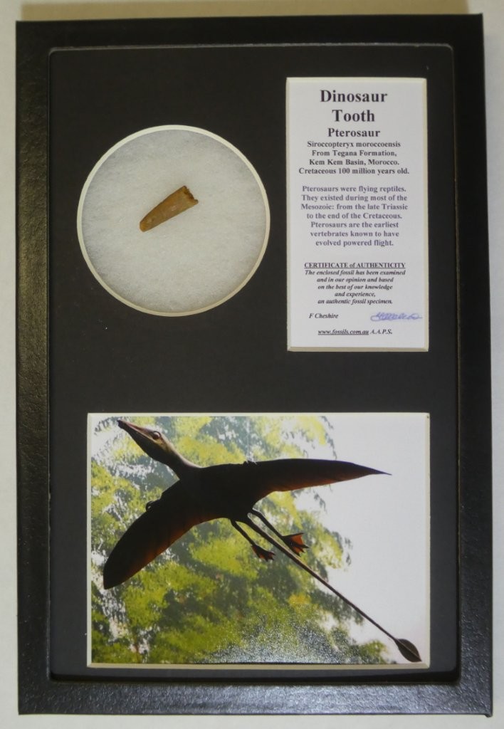 Boxed Pterosaur tooth.